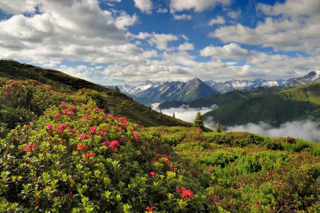 Sommerlandschaft im Zillertal © Paul Sürth